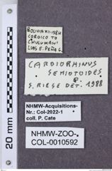 Etikette zu Cardiorhinus semiotoides (NHMW-ZOO-COL-0010592)